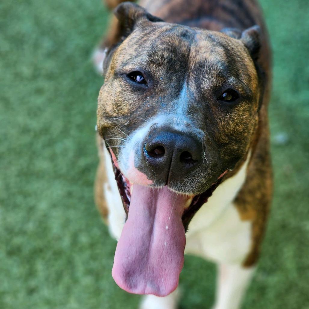 Milli, Adoptable, Adult Female Pit Bull Terrier.