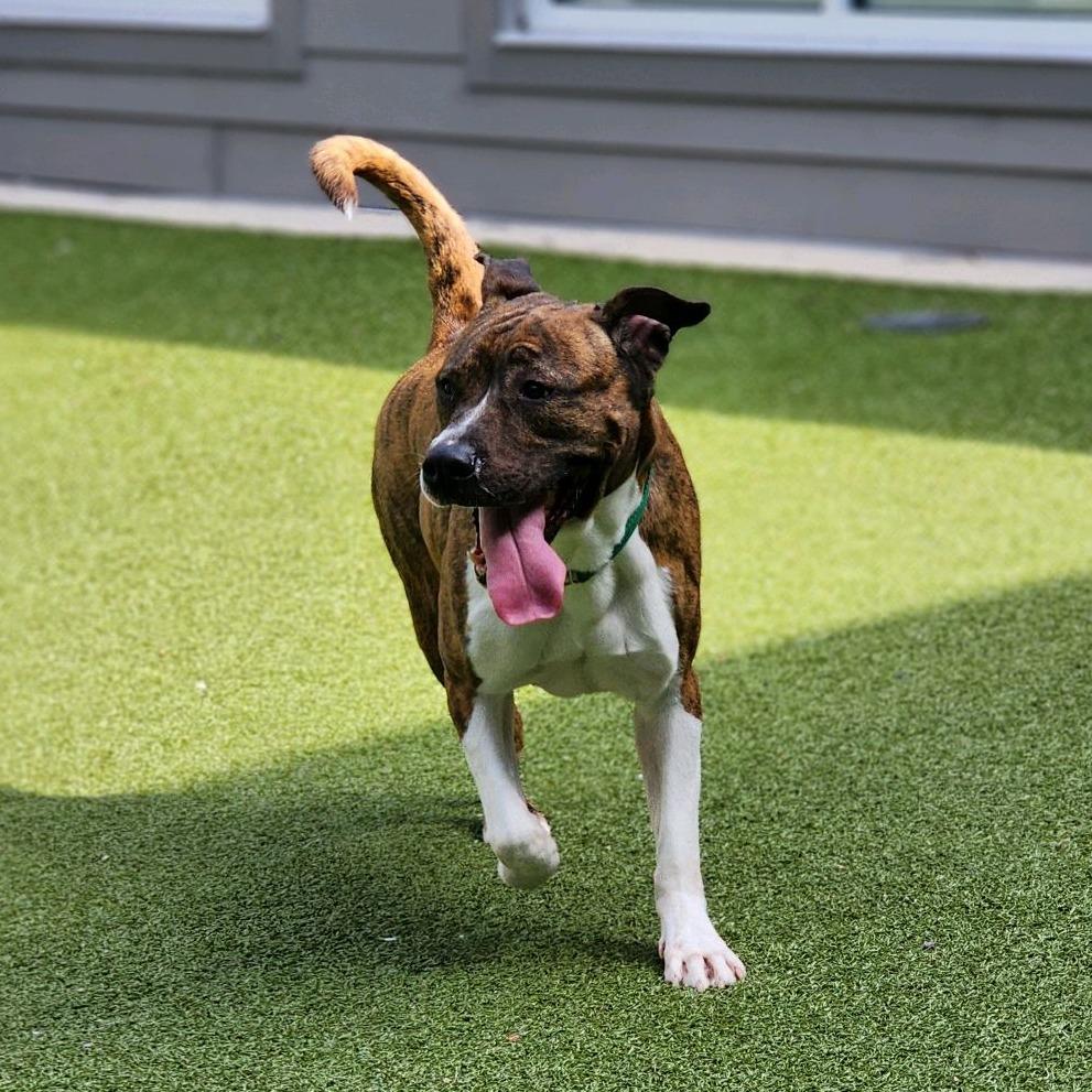Enlarge Milli, a Adoptable Pit Bull Terrier in Greensboro, NC image 2/5