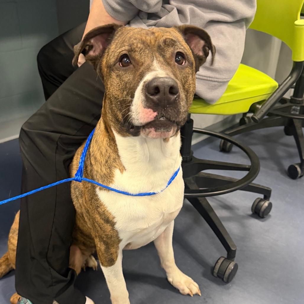Enlarge Milli, a Adoptable Pit Bull Terrier in Greensboro, NC image 3/5