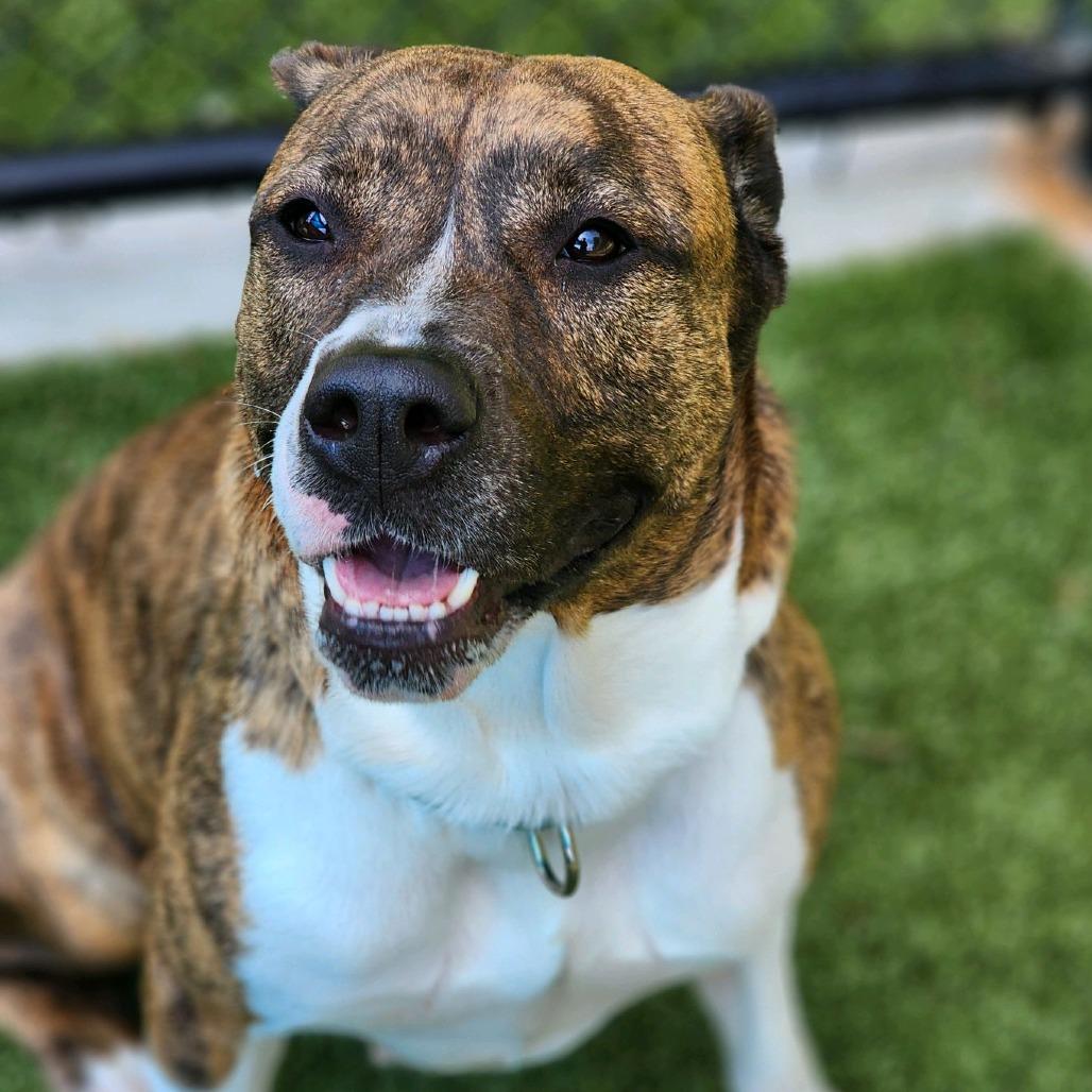 Enlarge Milli, a Adoptable Pit Bull Terrier in Greensboro, NC image 4/5