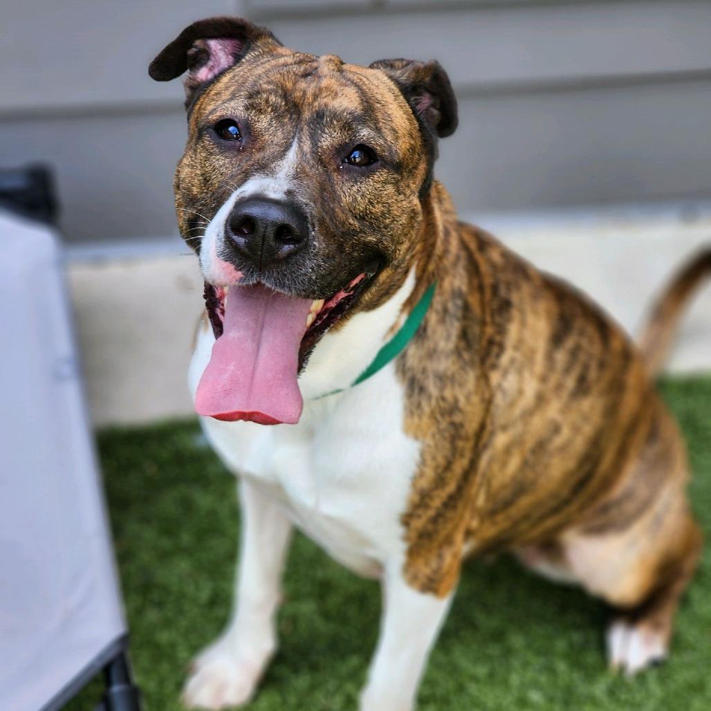 Milli, a Adoptable Mixed Breed in Greensboro, NC image 4/6