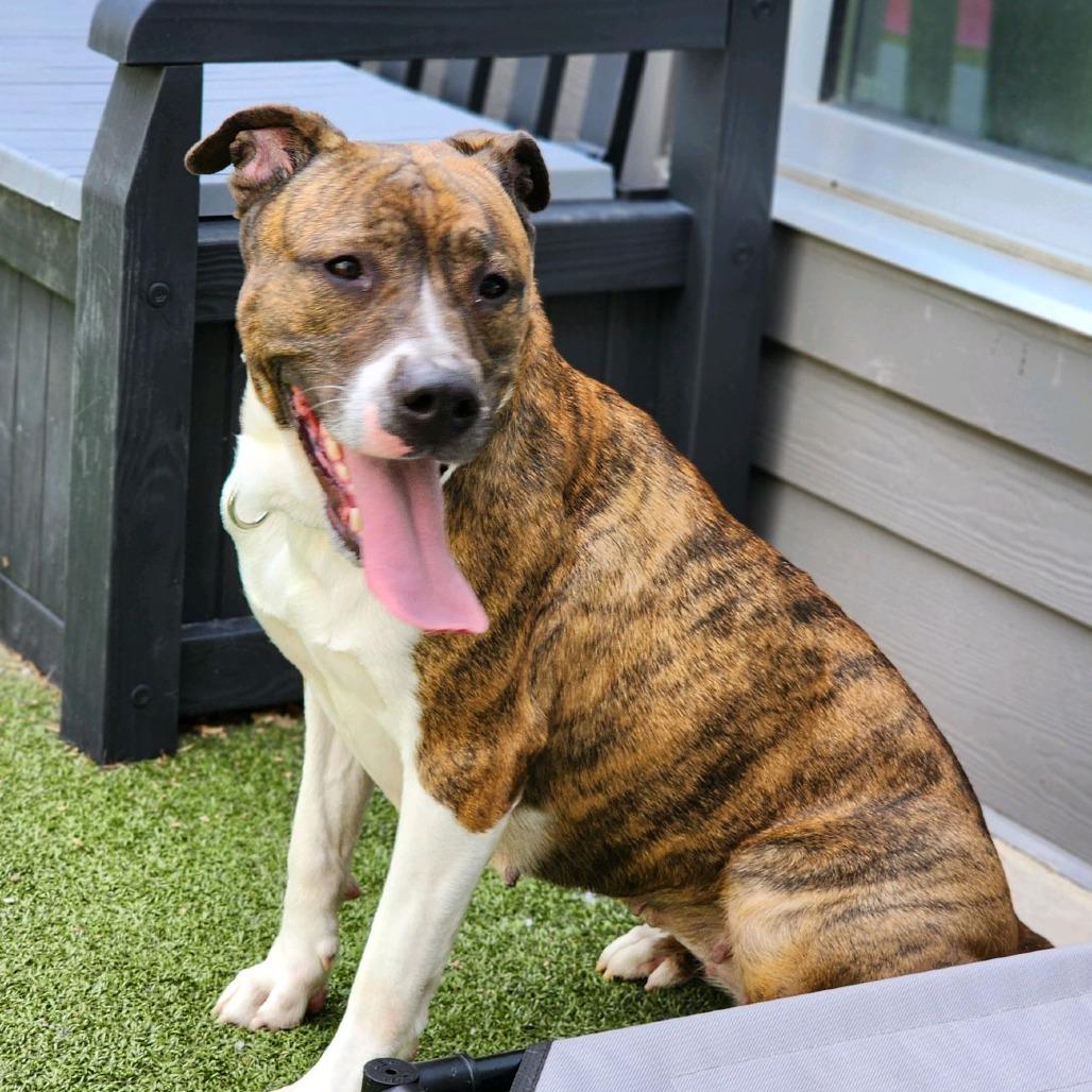 Enlarge Milli, a Adoptable Pit Bull Terrier in Greensboro, NC image 5/5