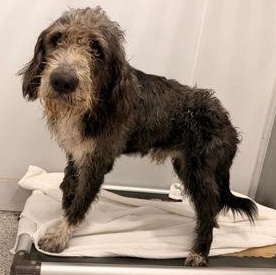 Yogi, Adoptable, Adult Male Old English Sheepdog.
