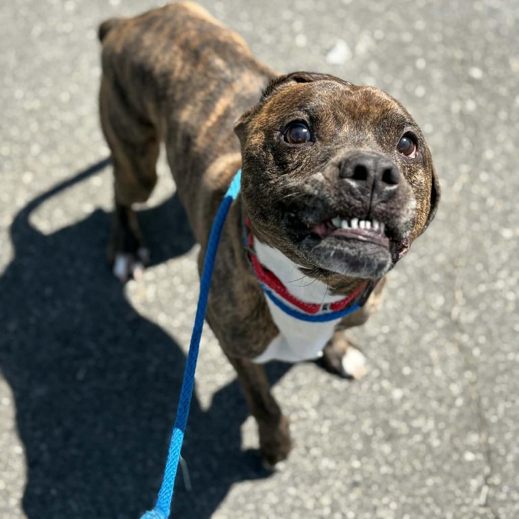 Jax, Adoptable, Adult Male Pit Bull Terrier.