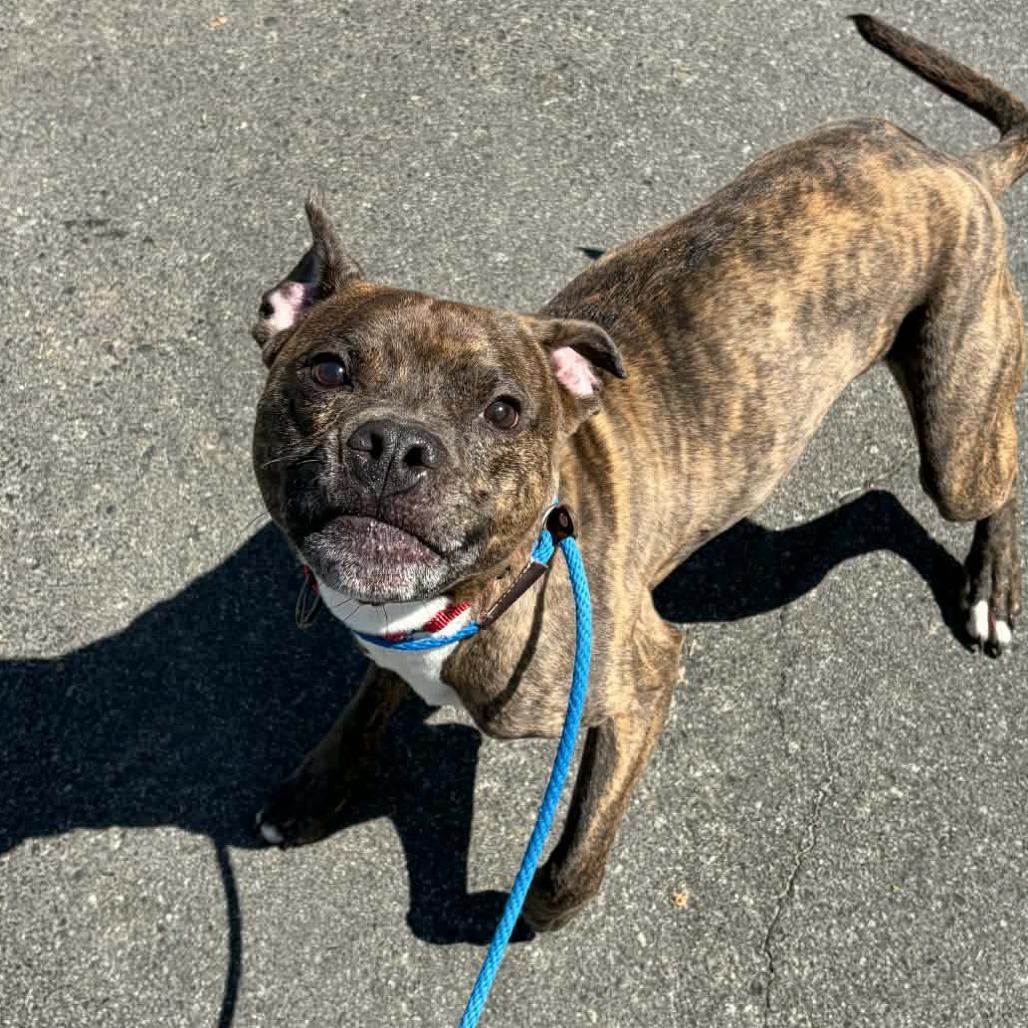 Enlarge Jax, a Adoptable mixed breed in Concord, NC image 2/6