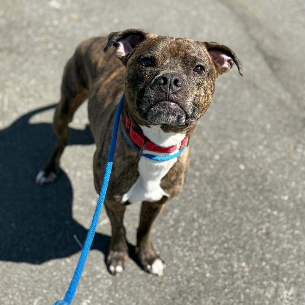 Enlarge Jax, a Adoptable mixed breed in Concord, NC image 3/6