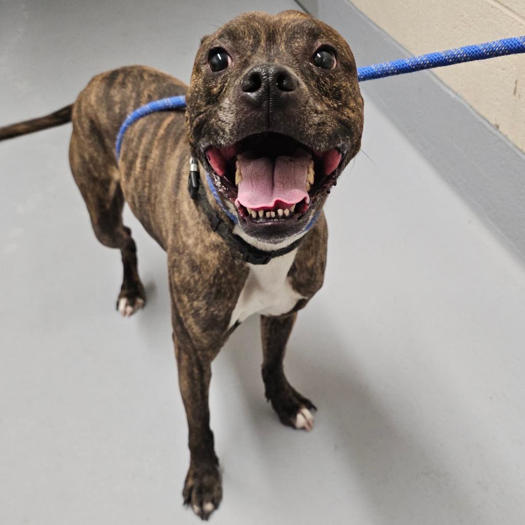 Enlarge Jax, a Adoptable mixed breed in Concord, NC image 4/6