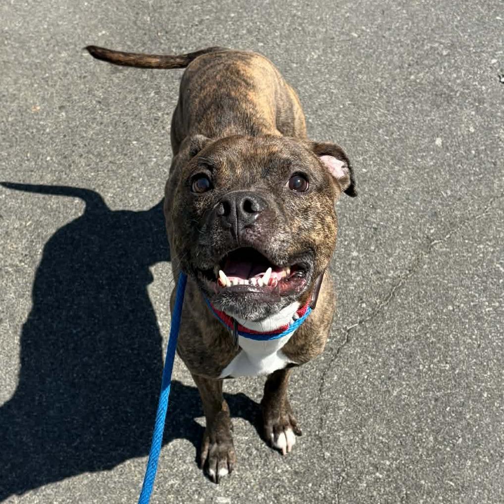 Enlarge Jax, a Adoptable mixed breed in Concord, NC image 5/6