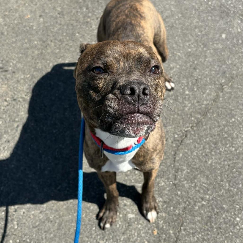 Enlarge Jax, a Adoptable mixed breed in Concord, NC image 6/6