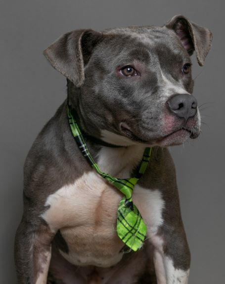 Jordan, Adopted, Young Male American Staffordshire Terrier.