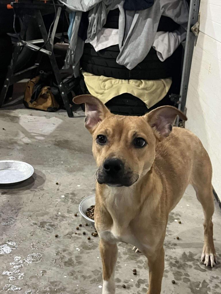 Ike, Adoptable, Young Male Carolina Dog & Mountain Cur.