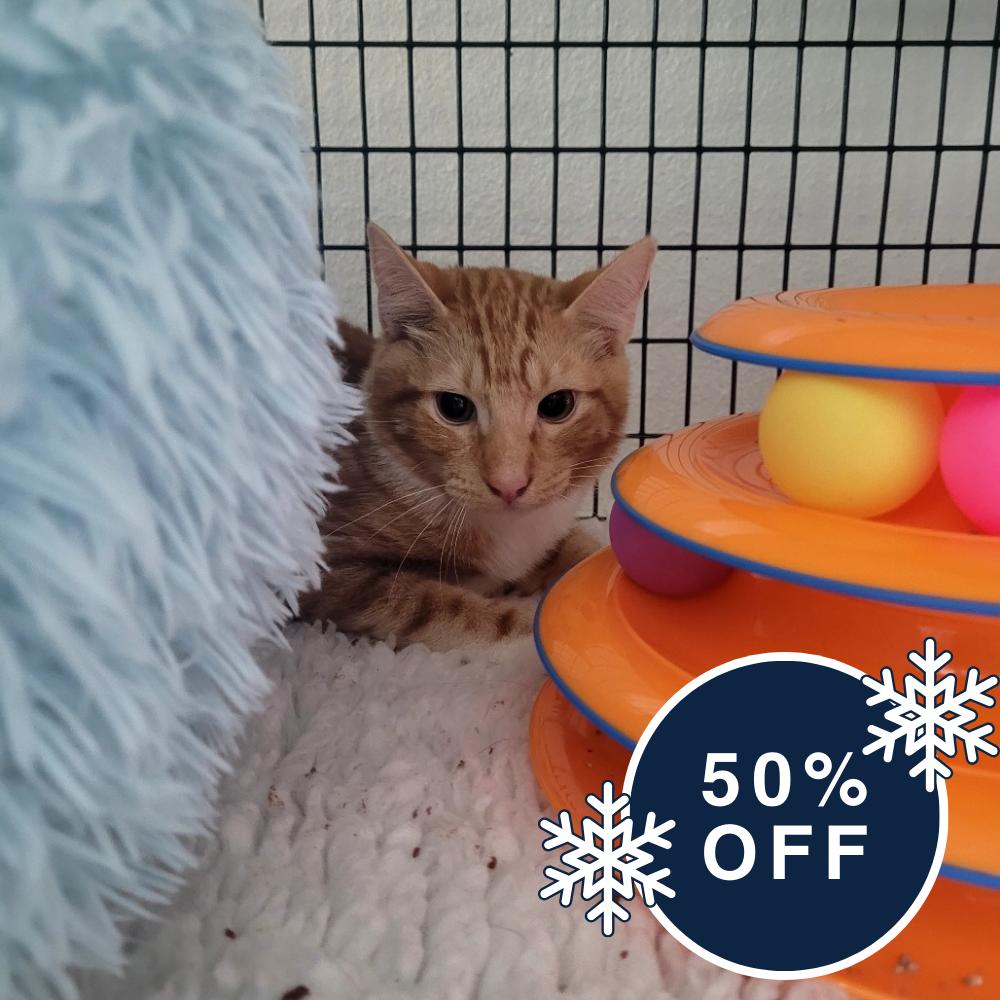 Noble, Adoptable, Young Male Domestic Short Hair.