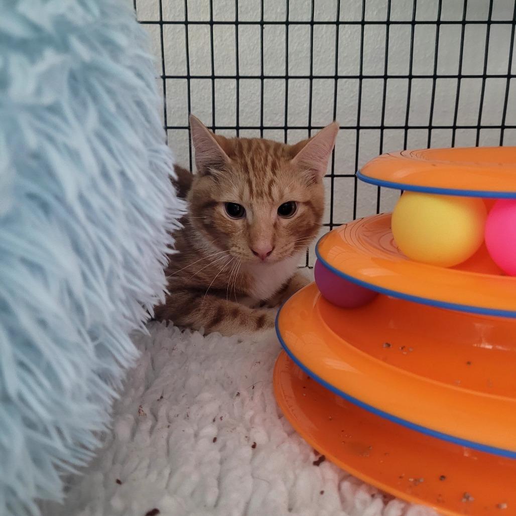 Noble, a Adoptable Domestic Short Hair in Allyn, WA image 2/4