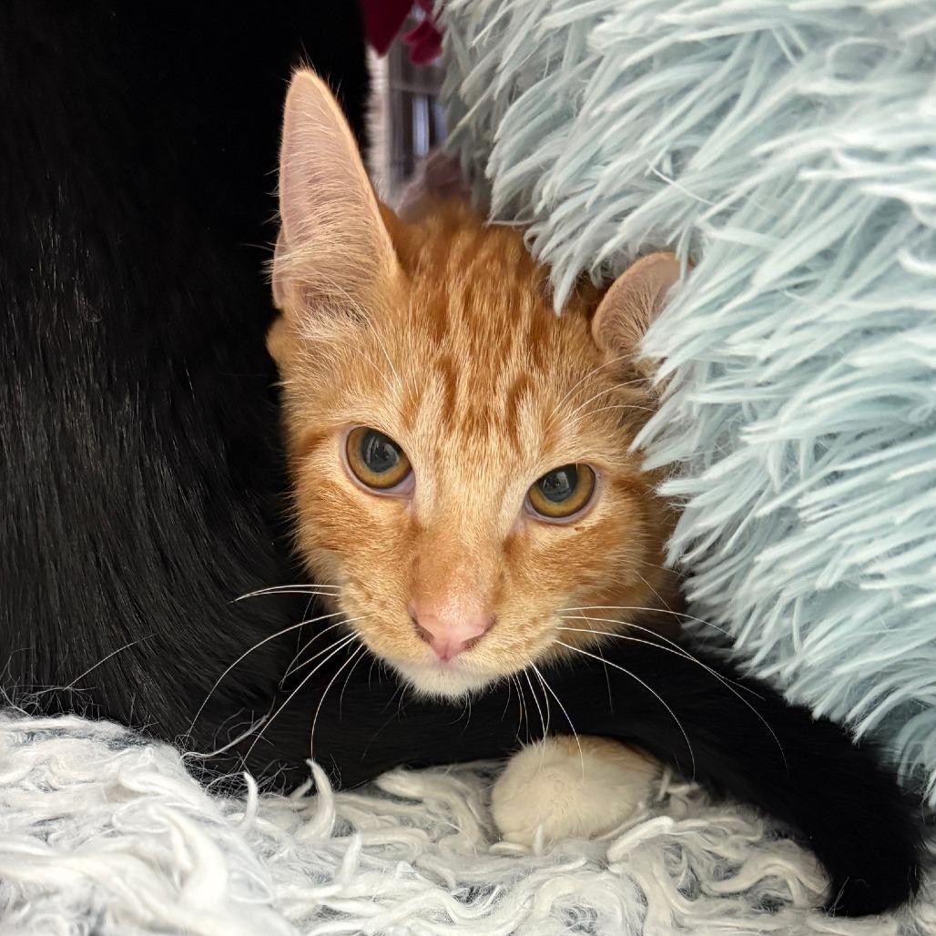 Noble, a Adoptable Domestic Short Hair in Allyn, WA image 3/4