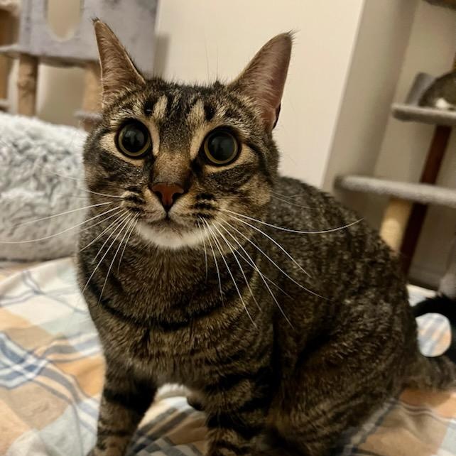 Sarah, ADOPTABLE, Young Female Domestic Short Hair.