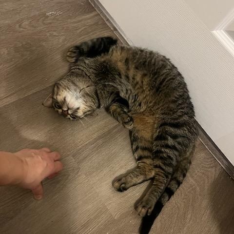 Sarah, a ADOPTABLE mixed breed in Hamilton, ON image 4/6