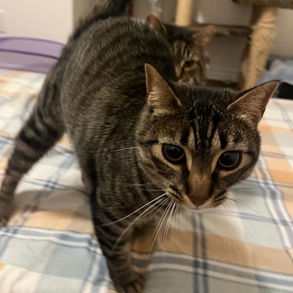 Sarah, a ADOPTABLE mixed breed in Hamilton, ON image 3/6