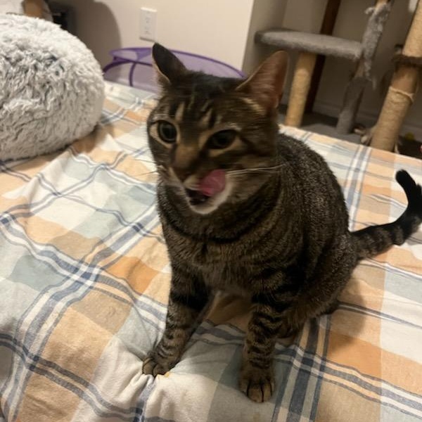 Sarah, a ADOPTABLE mixed breed in Hamilton, ON image 2/6