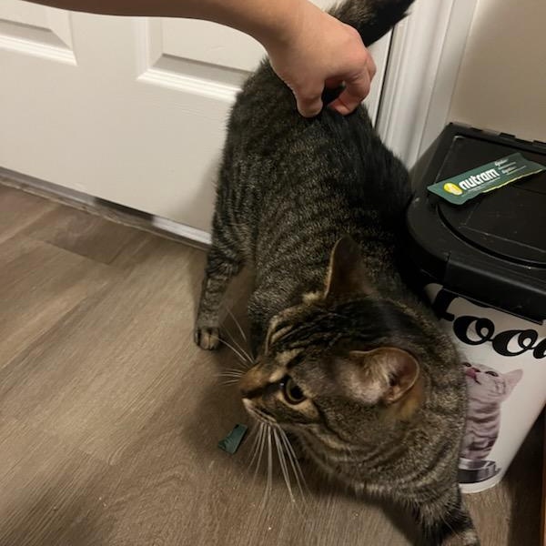 Sarah, a ADOPTABLE mixed breed in Hamilton, ON image 5/6