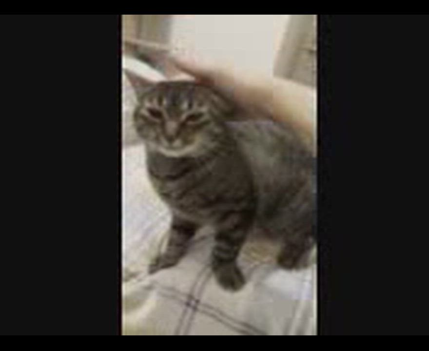 Enlarge Sarah, a ADOPTABLE mixed breed in Hamilton, ON video 6/6