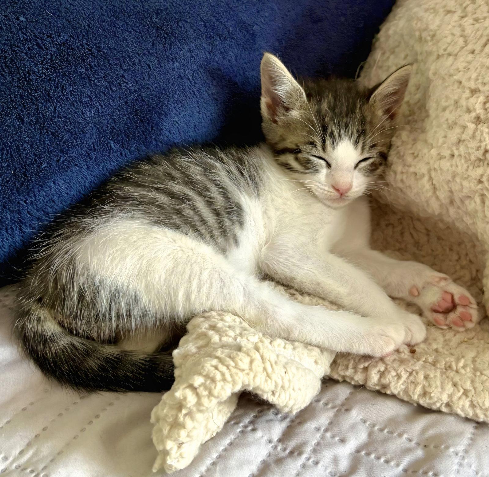 Lena, a Adoptable mixed breed in Campbell, CA image 1/2