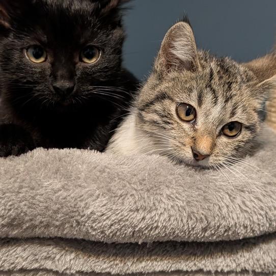 Clover (k2025), Adoptable, Kitten Female Domestic Short Hair.