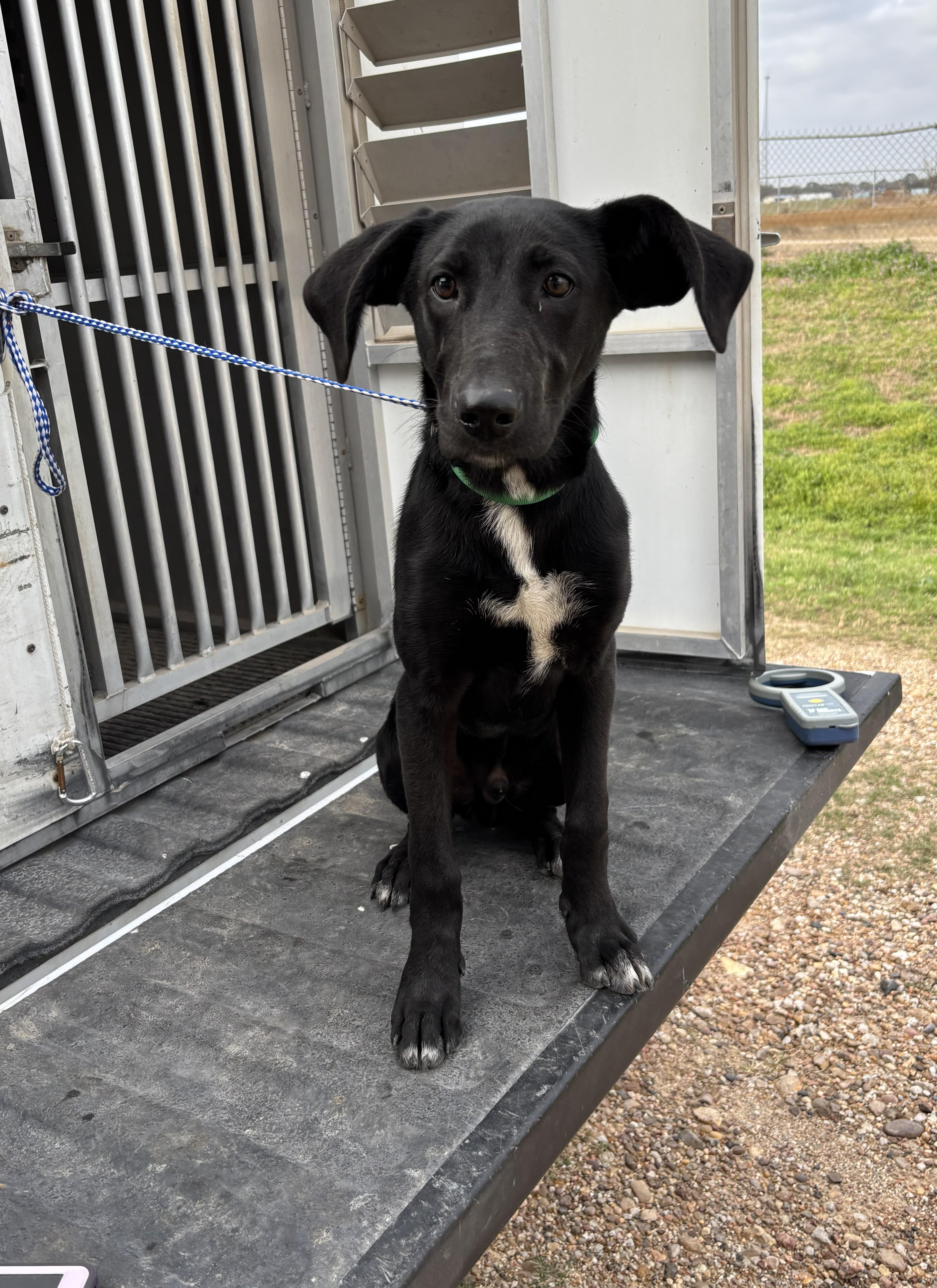 Pilot - on hold, ADOPTABLE, Young Male Black Labrador Retriever.