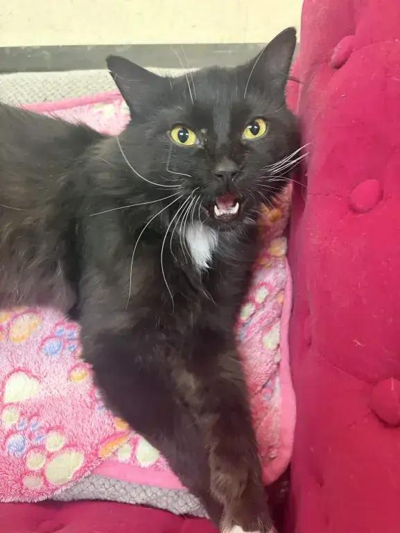 Enlarge Wasabi, a Adoptable mixed breed in Grand Rapids, MI image 1/6