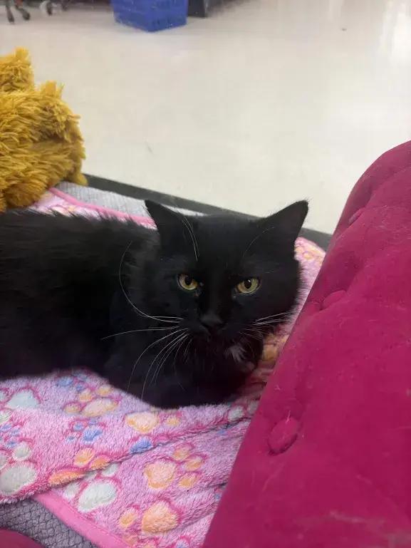 Enlarge Wasabi, a Adoptable mixed breed in Grand Rapids, MI image 2/6