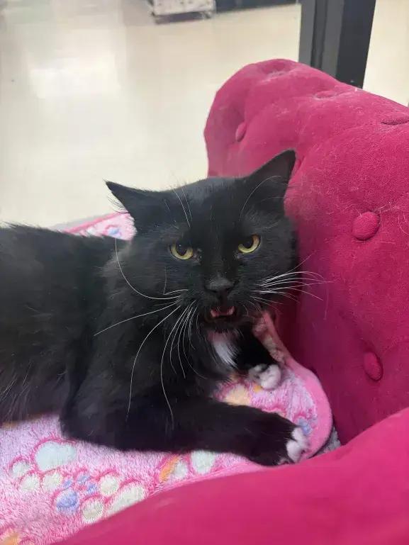 Enlarge Wasabi, a Adoptable mixed breed in Grand Rapids, MI image 4/6