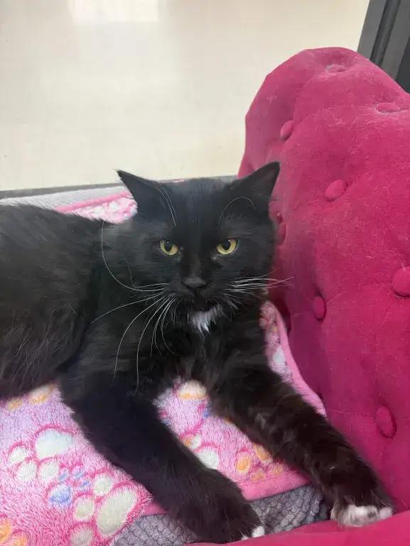 Enlarge Wasabi, a Adoptable mixed breed in Grand Rapids, MI image 5/6