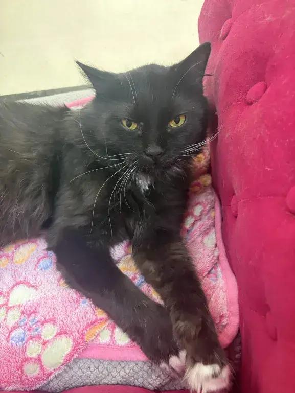 Enlarge Wasabi, a Adoptable mixed breed in Grand Rapids, MI image 6/6