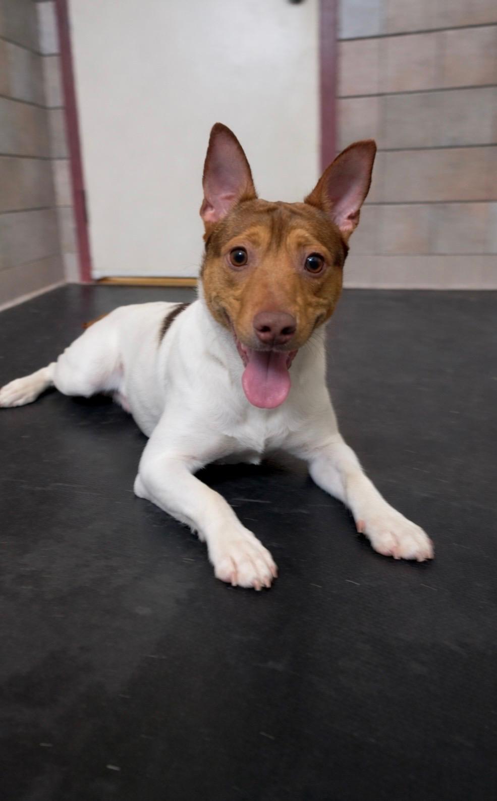 Whitey, ADOPTABLE, Adult Male Rat Terrier.
