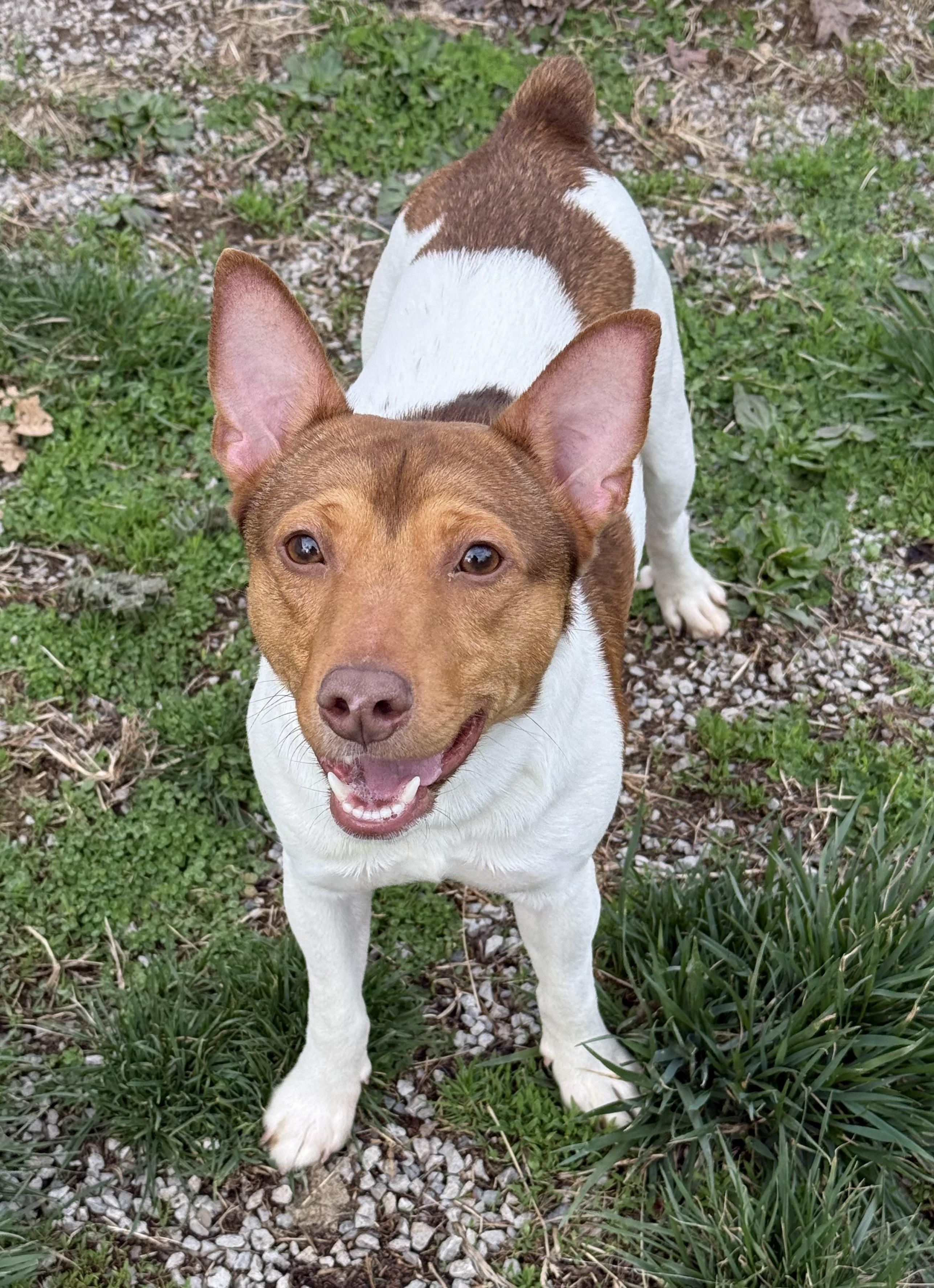 Enlarge Whitey, a ADOPTABLE Rat Terrier in Clinton, PA image 2/5
