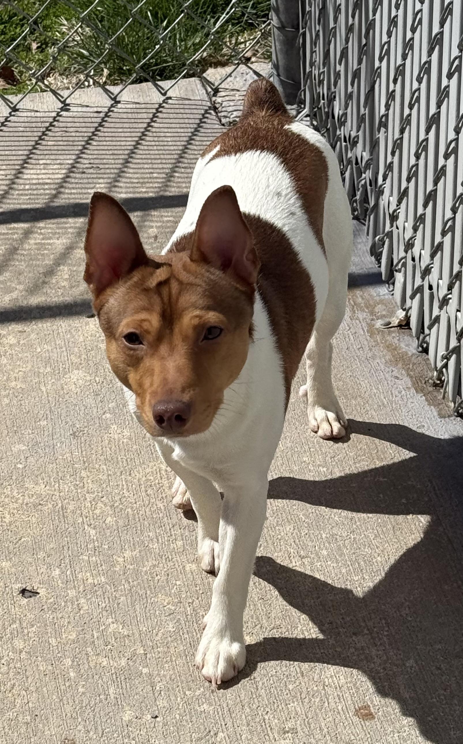 Enlarge Whitey, a ADOPTABLE Rat Terrier in Clinton, PA image 2/2