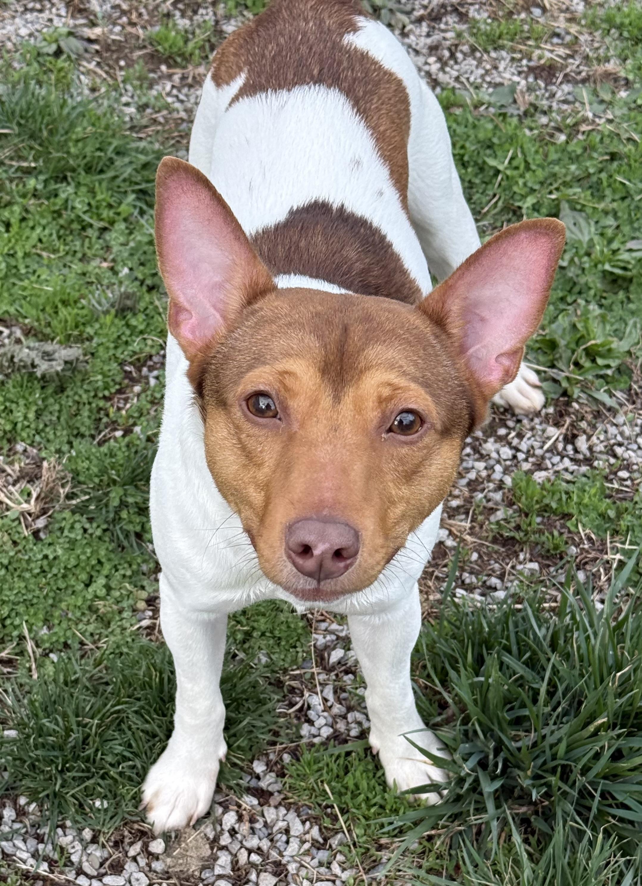 Enlarge Whitey, a ADOPTABLE Rat Terrier in Clinton, PA image 4/5