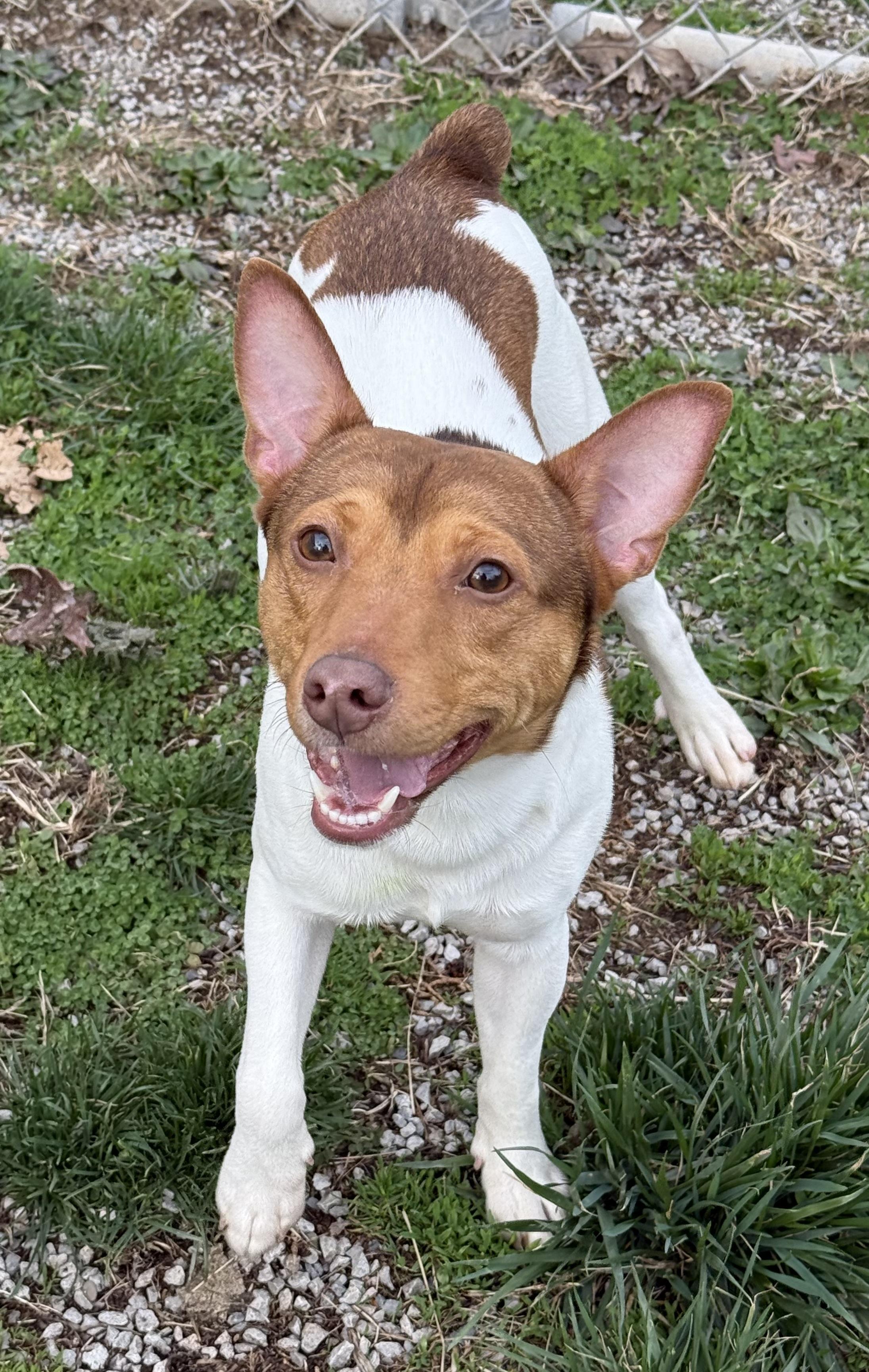Whitey, ADOPTABLE, Adult Male Rat Terrier.