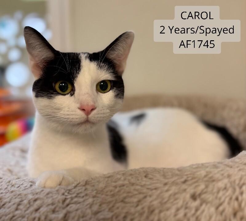 Carol, Adoptable, Adult Female Domestic Short Hair.