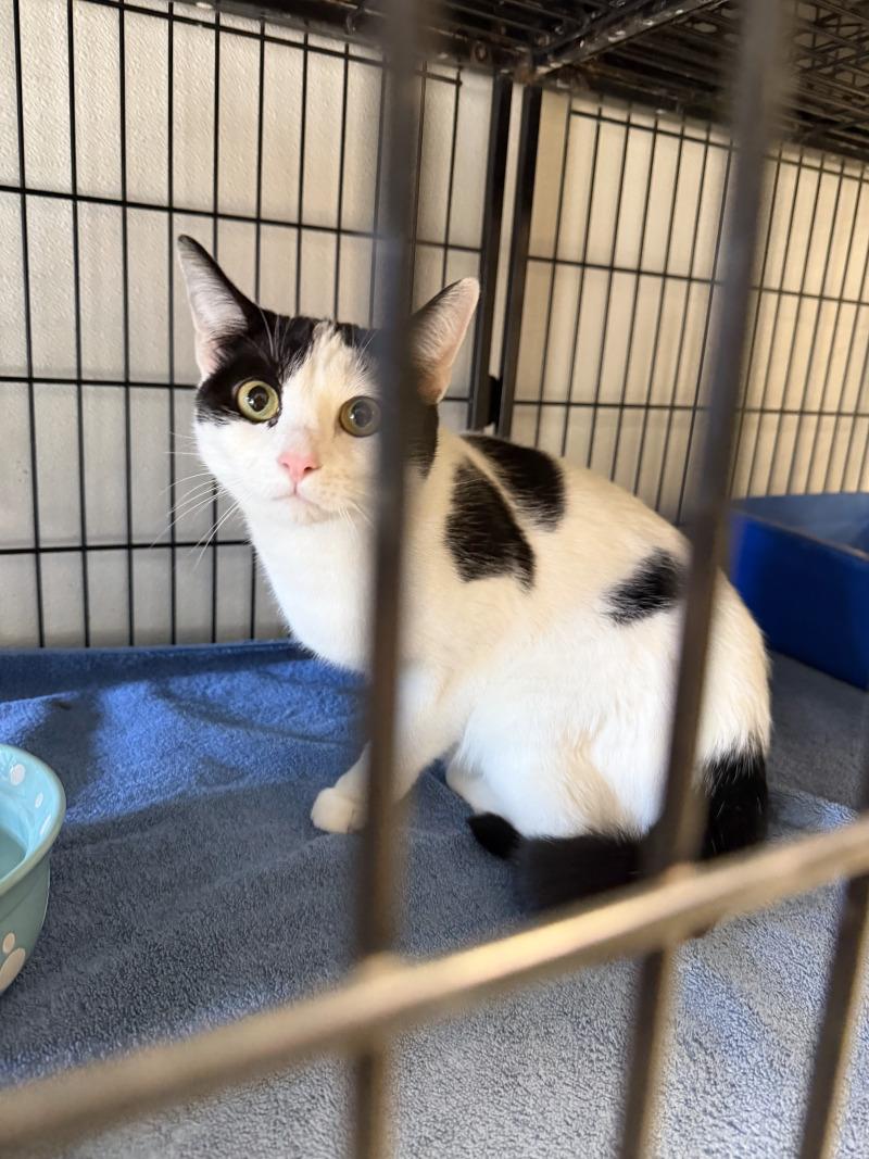 Enlarge Carol, a Adoptable Domestic Short Hair in Supply, NC image 2/2