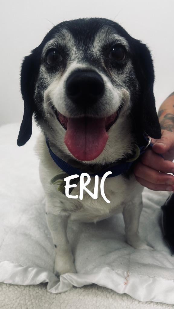 Eric, Adoptable, Adult Male Dachshund & Beagle.
