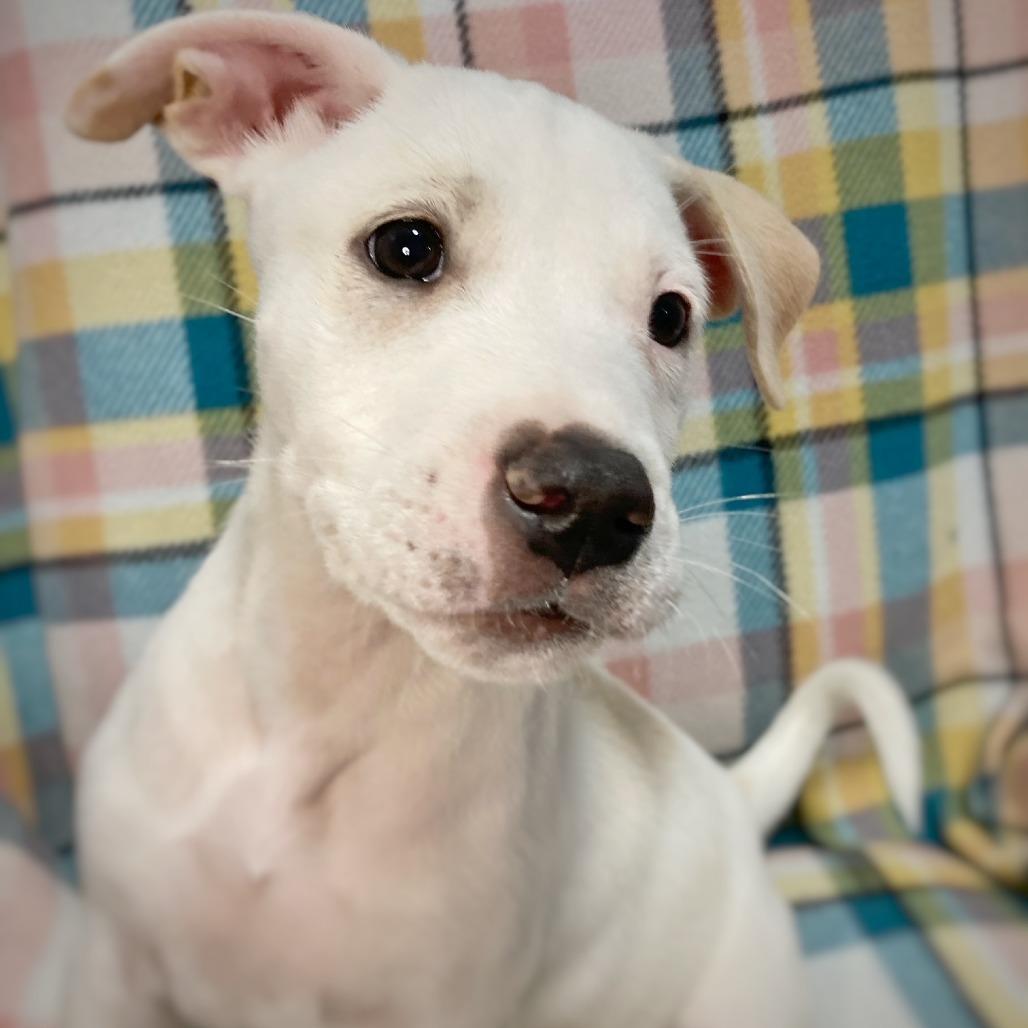 Enlarge Tundra, a Adoptable mixed breed in Cabot, AR image 1/4