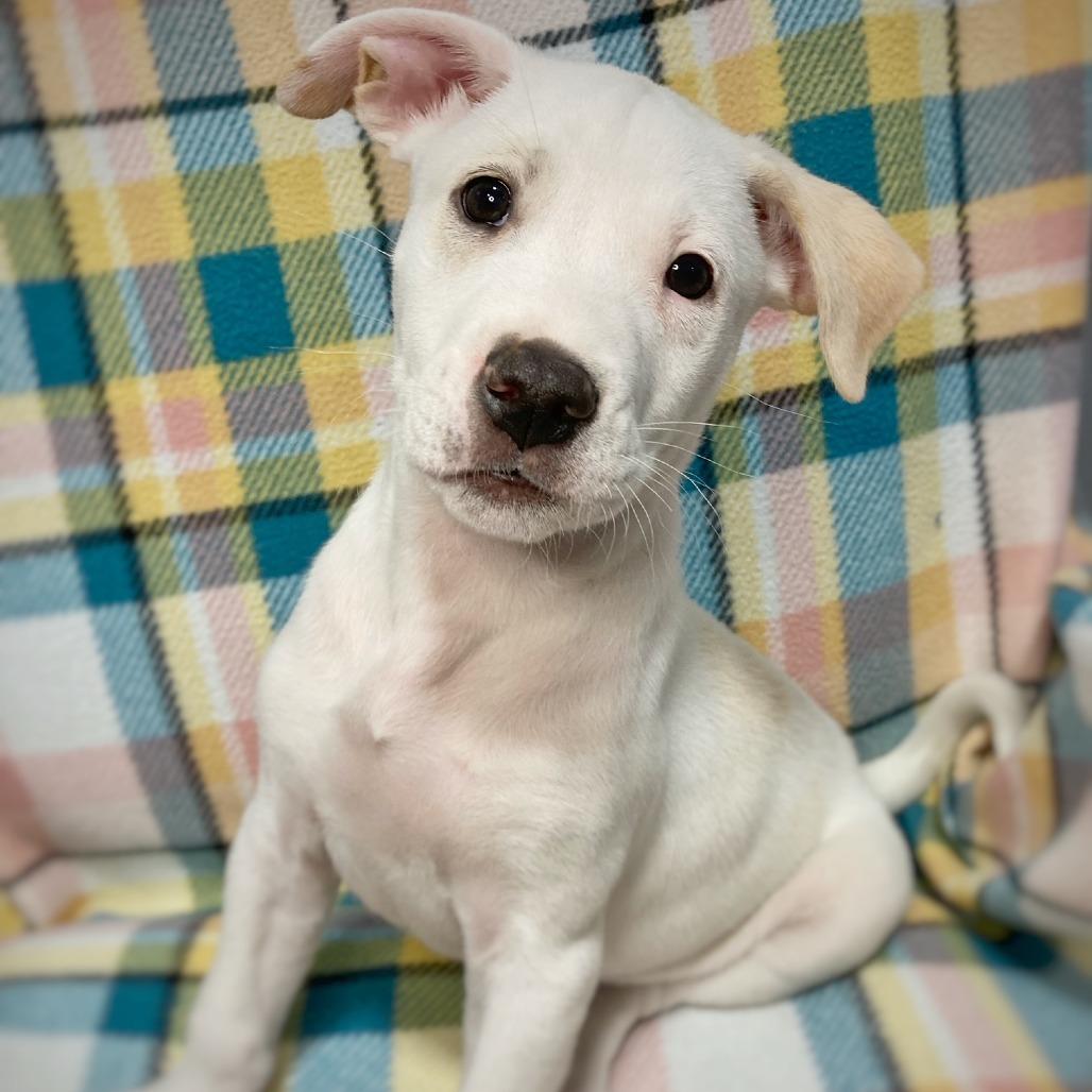 Enlarge Tundra, a Adoptable mixed breed in Cabot, AR image 2/4