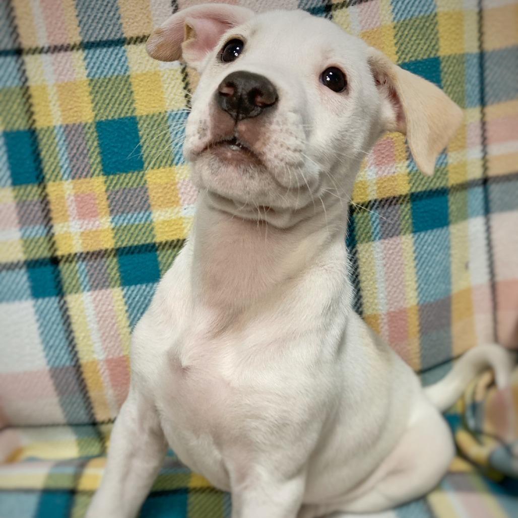 Enlarge Tundra, a Adoptable mixed breed in Cabot, AR image 3/4