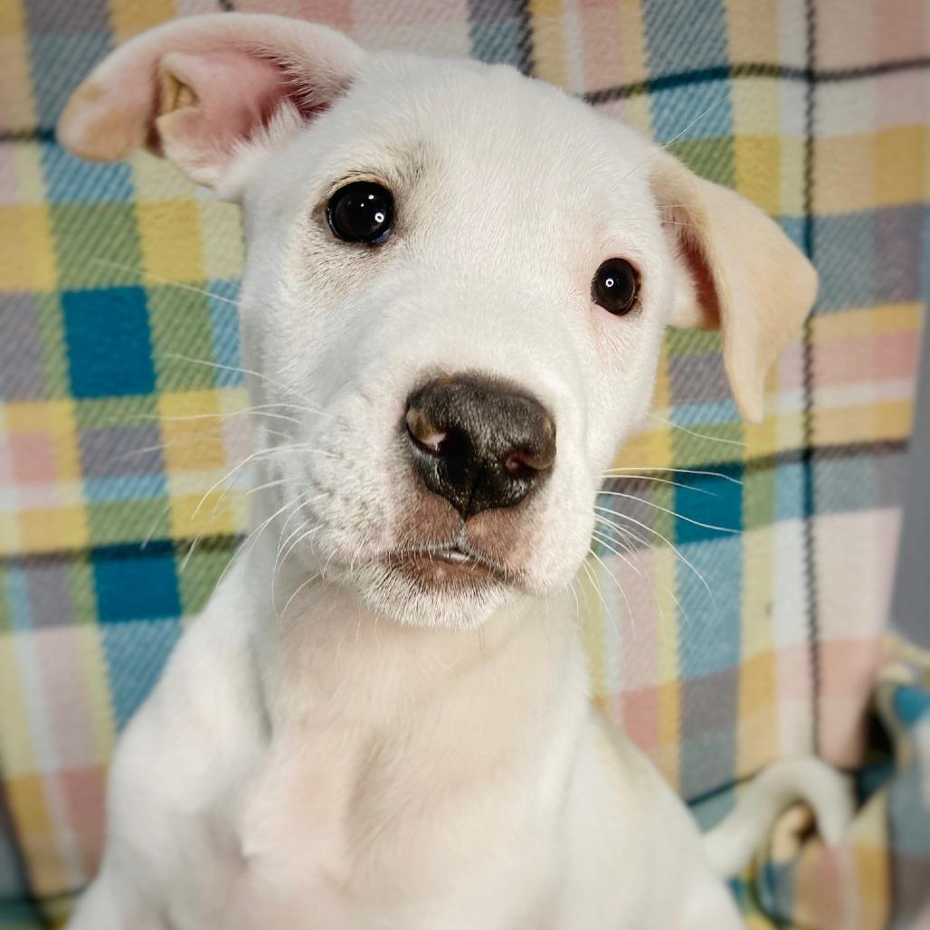 Enlarge Tundra, a Adoptable mixed breed in Cabot, AR image 4/4