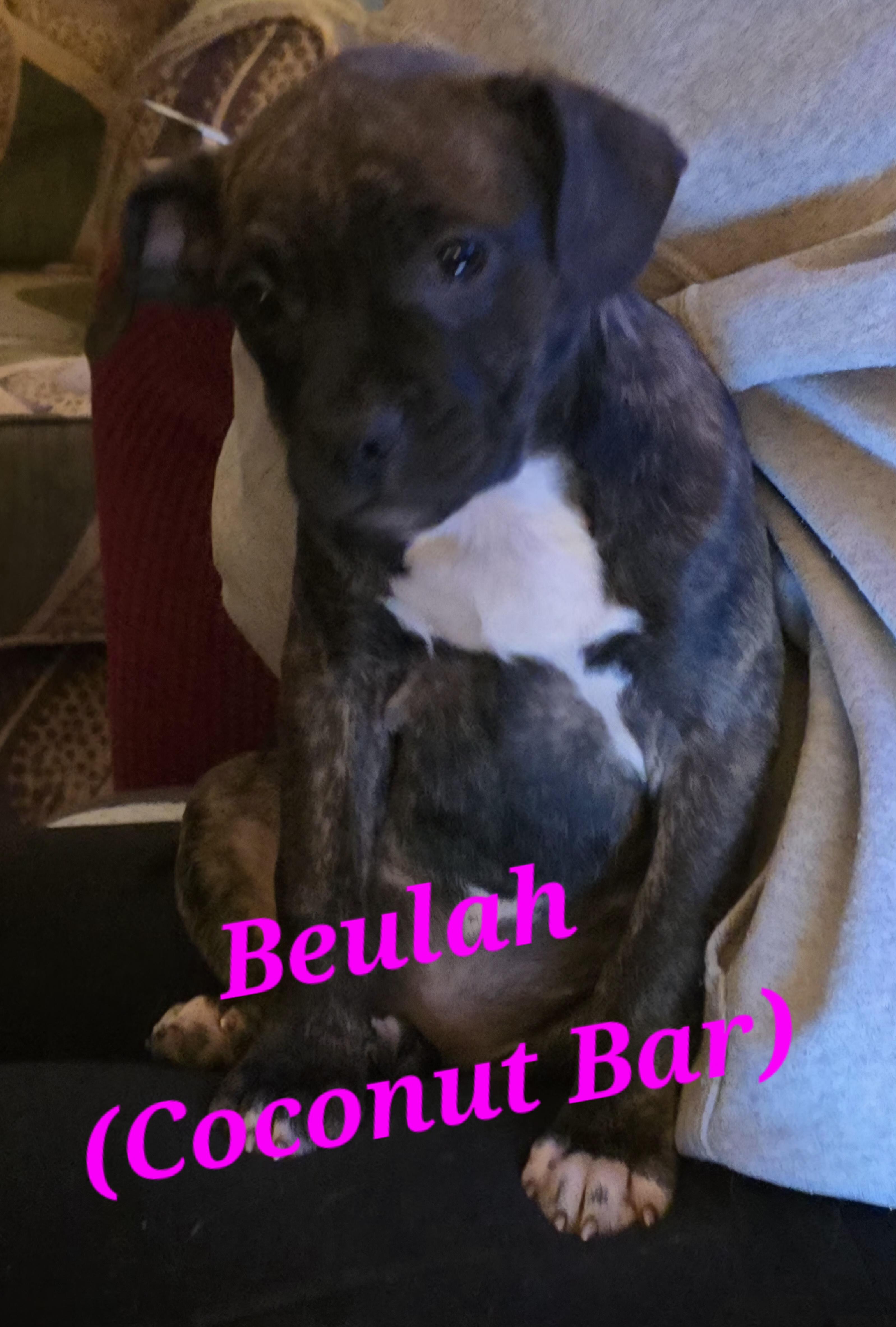 Beulah, Baby Female Boston Terrier
