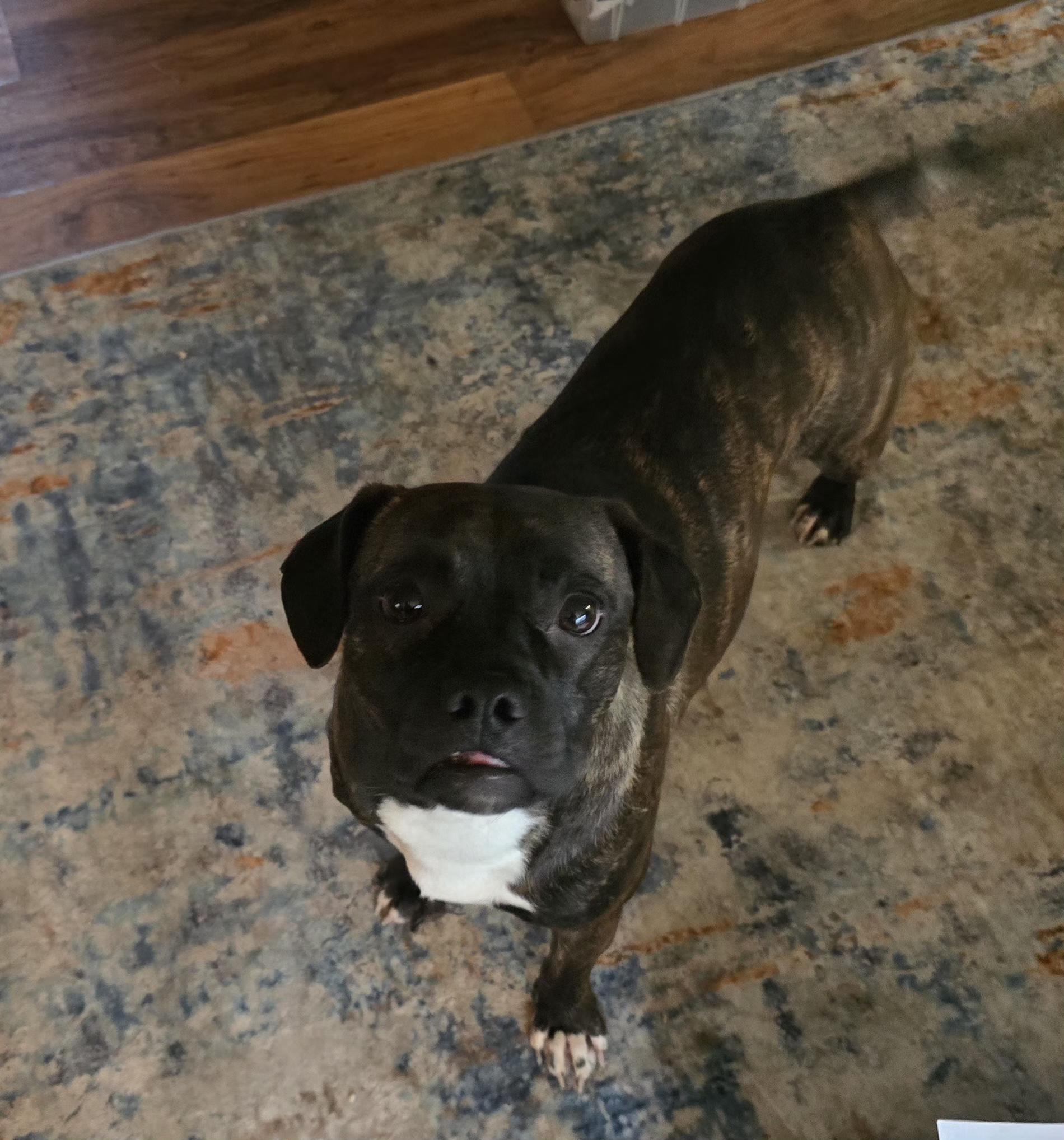 Enlarge Beulah, a Adoptable mixed breed in Winlock, WA image 4/4