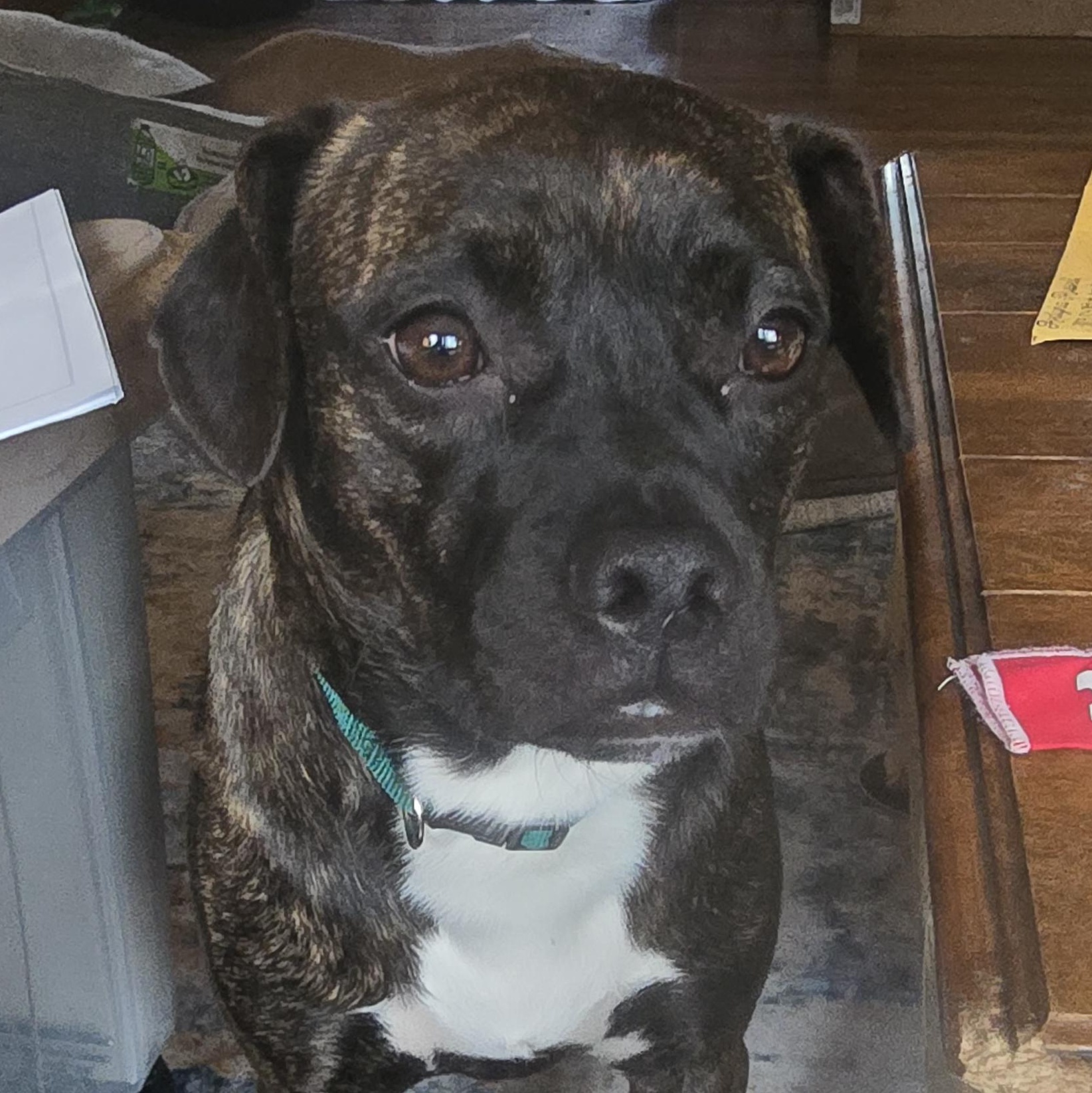 Enlarge Beulah, a Adoptable mixed breed in Winlock, WA image 1/4