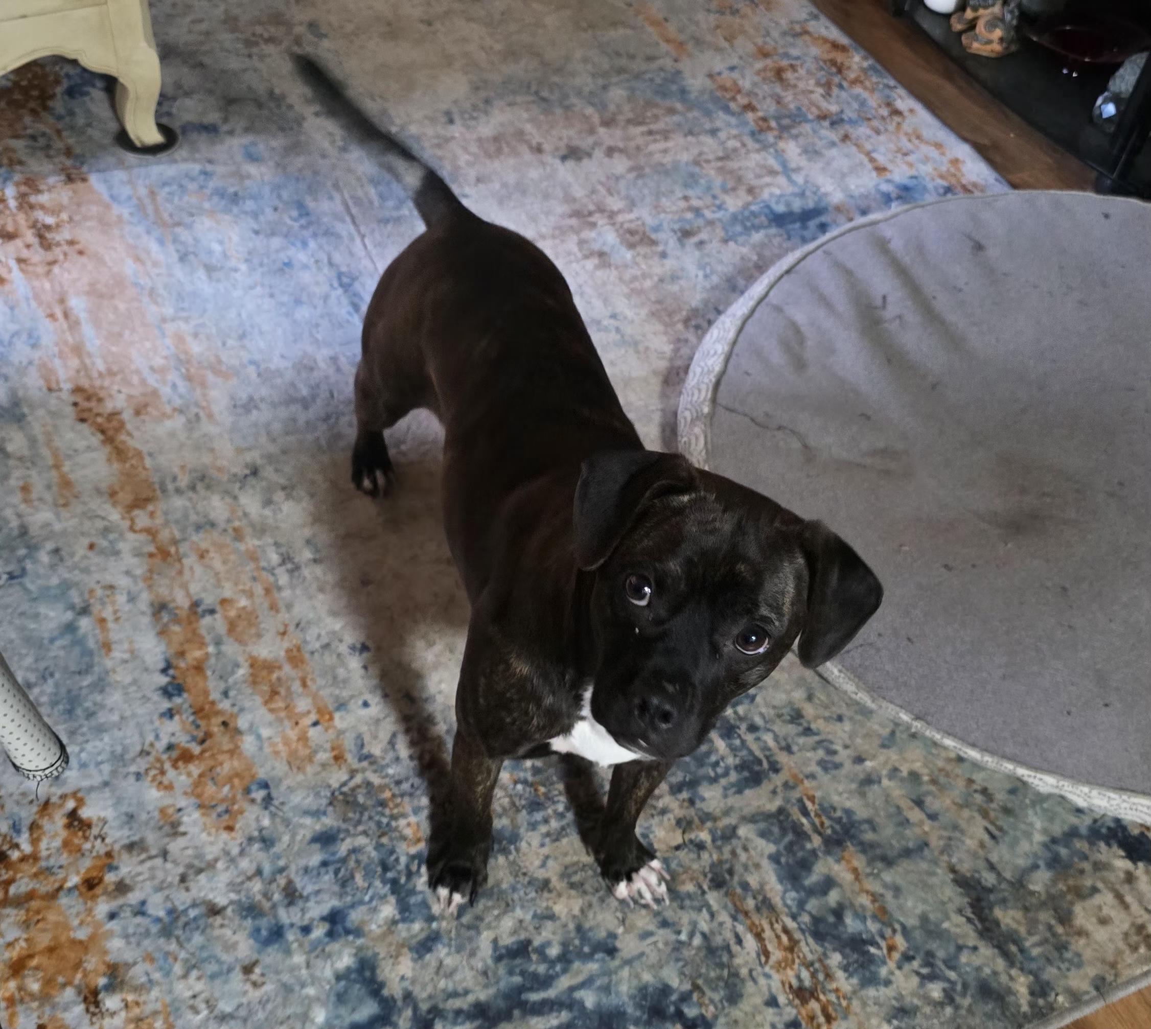 Enlarge Beulah, a Adoptable mixed breed in Winlock, WA image 3/4