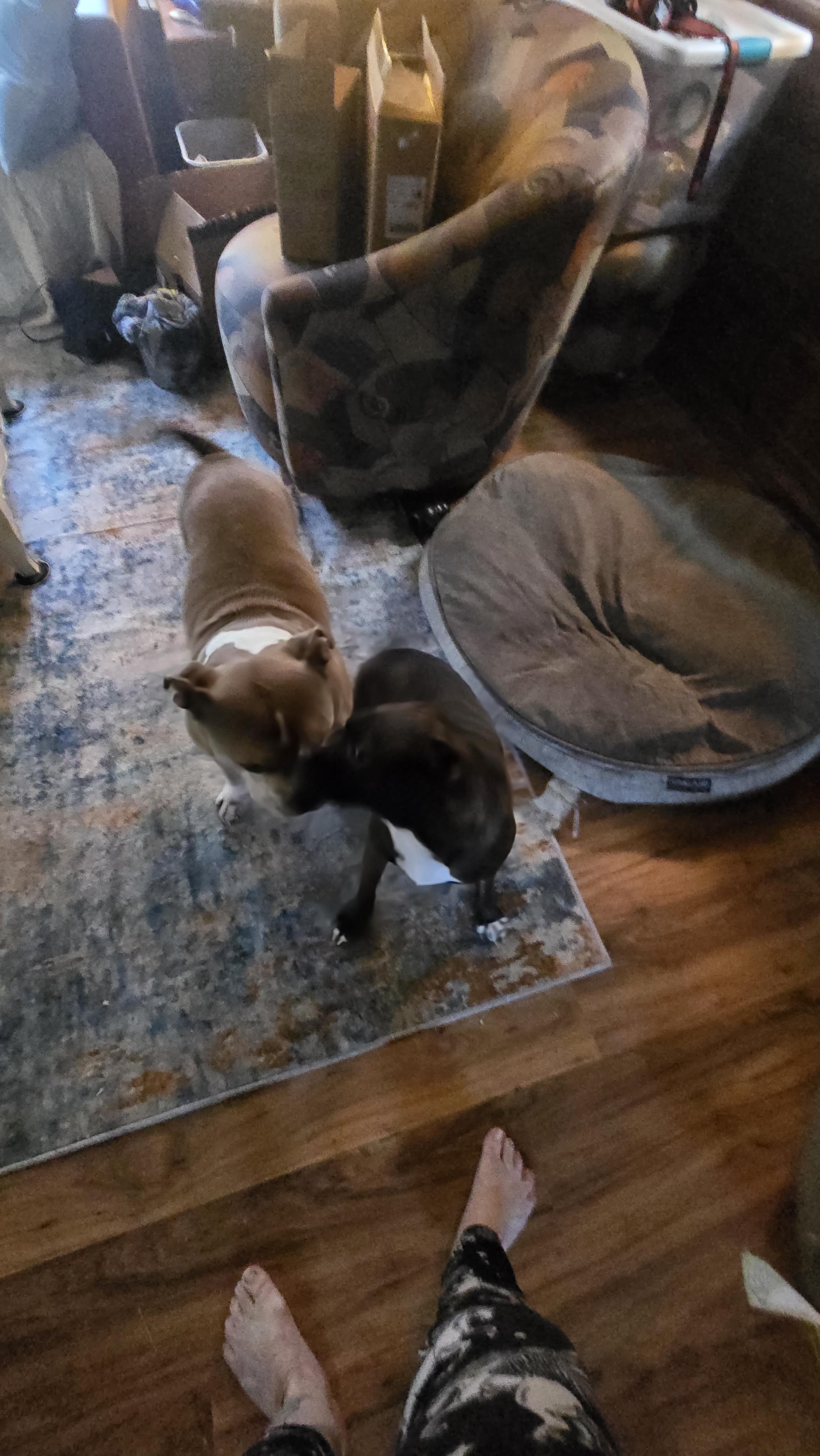 Enlarge Beulah, a Adoptable mixed breed in Winlock, WA image 2/4