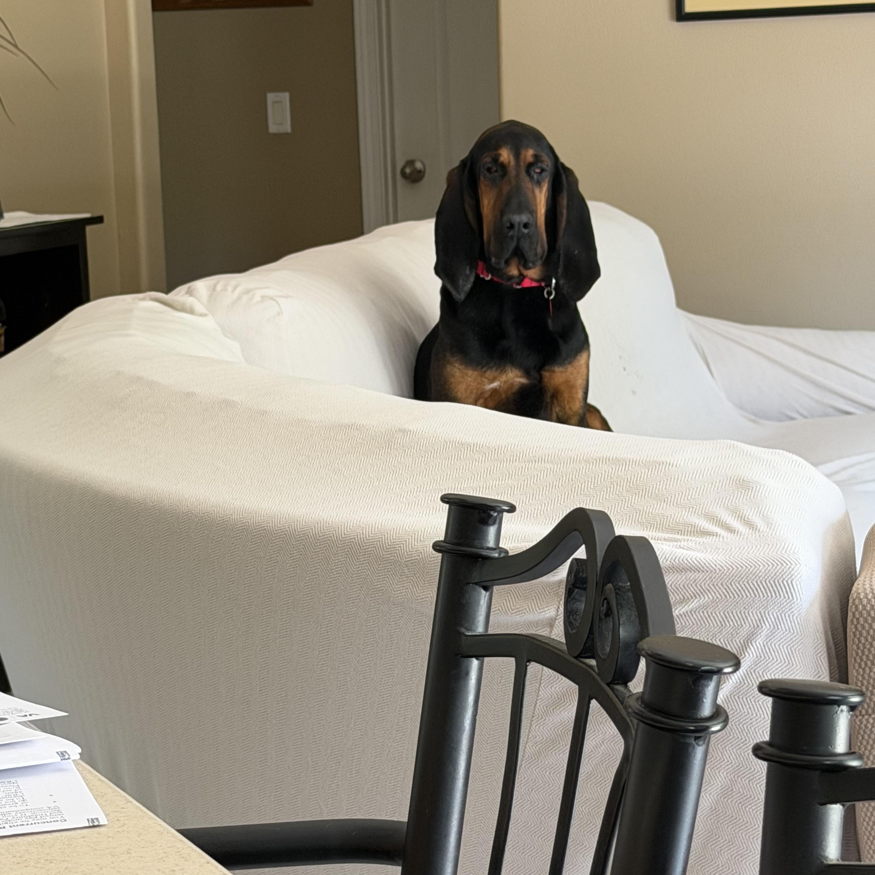 Enlarge Lucy, an adopted Bloodhound in Port Saint Lucie, FL image 5/6